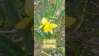 수선화#봄꽃#수선화