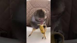 Обезьянка Чита и банан