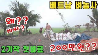 베트남벼농사 비료값이 넘사벽인데요?