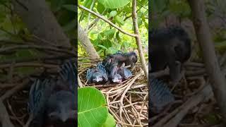 Hunger #birds #nest