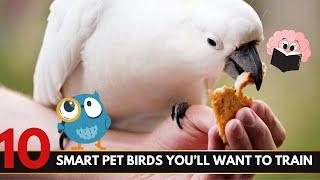 Top 10 Smart Pet Birds You’ll Want to Train