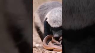 The most fearless animal in the world #shortvideo #wildlife #2024shorts #factbrand