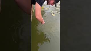 Grabbing fish with giant teeth!!#crazy #feed #gar #florida #teeth #sharp #short #shorts #food