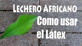 Como usar el latex del Lechero africano (planta de la vida)