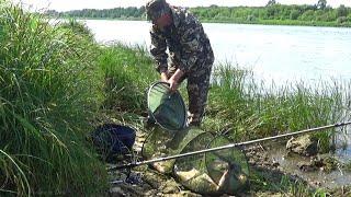 Не ВЕРЮ! КЛЁВ Фантастика! Бешеные Лещи На Короткие Поводки! Рыбалка на Донку-Фидер на Оке!