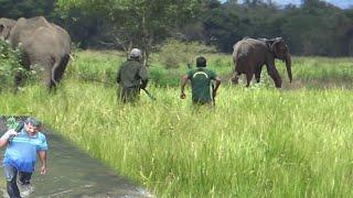 elephant treatment in sri lanka / elephant video /Elephant attack