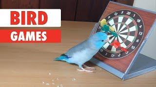 Bird Games | Smartest Birds Ever