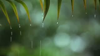 1小時最佳聽雨睡眠，最適合睡覺的雨聲，助眠雨聲純大自然下雨聲音