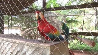 CRIAÇÃO E VENDA DE PSITACÍDEOS DO RANCHO PARATI.