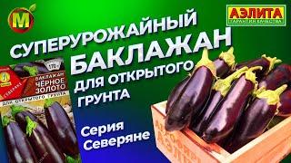 Баклажан для открытого грунта. Высокоурожайный сорт ЧЁРНОЕ ЗОЛОТО