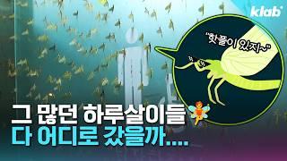 "와 이건 생각도 못했다" 하루살이 해결할 신박한 퇴치법 등장이요! ㅣ크랩