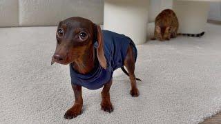 Chouchou Mini Dachshund in heat. 10 months old.