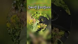 궁채나물은 스트레스 해소 불면증에 최곱니다. 오독 오독 맛도  ! #테네시 #텃밭채소 #궁채나물