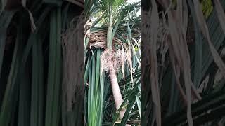 экзотические  растения/exotic plants/#shorts