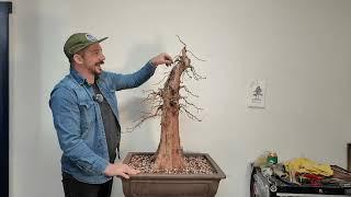 Bonsai 106: Developing a Bald Cypress Bonsai