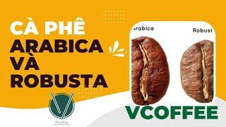 Cà phê robusta và arabica loại nào ngon hơn? – Theo VCoffee