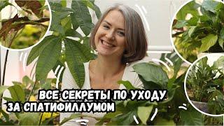 Желтеет спатифиллум / Спатифиллум / Женское счастье / Секреты ухода за спатифиллумом