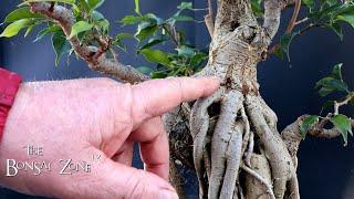 Pruning My Franken-Ficus, The Bonsai Zone, March 2025