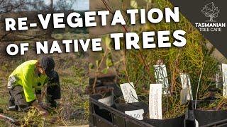 Re-vegetation of native trees In South Arm - Tasmania