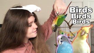 Stuck in Quarantine with BIRDS!! | A Day in the Life With My Parrots