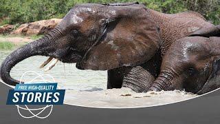 Second return of the elephants – Tsavo East National Park | myDOCUMENTARY