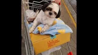 토리전통시장나들이