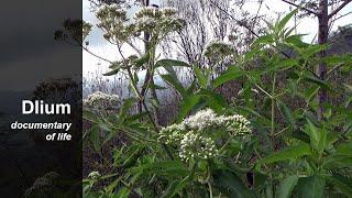 Kemitip (Austroeupatorium inulifolium)