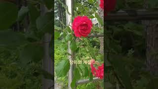 장미 꽃 한송이 #추천 #korea #한국 #kpop #장미꽃필무렵 #장미 #추천 #추천떠라 #rose #roses #flower  #꽃