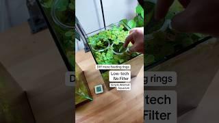 DIY more feeding rings for my Low-tech No Filter Simple Walstad Aquarium ️️ #shorts