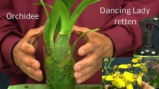 Dancing Lady Orchid Orchidee Oncidium retten