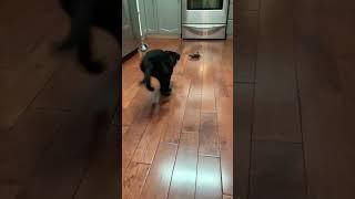 Wait for it #borador #dog