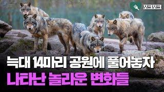 늑대 14마리 공원에 풀어놓자 일어난 놀라운 변화