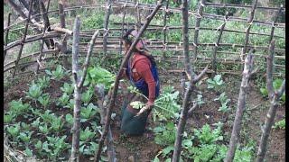 Myvillage official videos EP 1233 || Collecting green vegetables in farming place