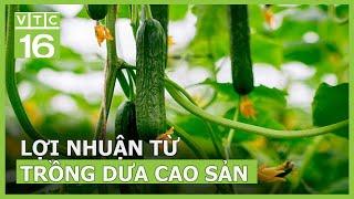 Mô hình trồng dưa công nghệ cao | VTC16