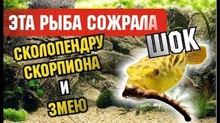 ШОК! Хищная рыба "Тетрадон" Рыба ест скорпиона, сколопендру, змею:  Сколопендра против рыбы