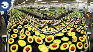 Harvesting Millions Of Tons Of Avocado To Turn It Into PLASTIC!!!