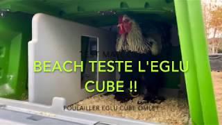 Beach (coq brahma perdrix argenté) teste l'eglu cube