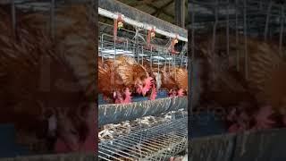 Poultry layer farming subscribe for more information