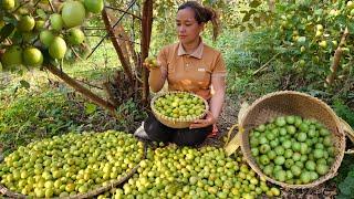 Harvesting Chinese Apple Goes to market sell - Build life in farm - Lý Thị Ca