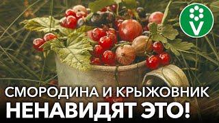 ЧТО НЕ ЛЮБЯТ КРЫЖОВНИК И СМОРОДИНА: 5 главных ошибок в уходе, из-за которых урожай не радует