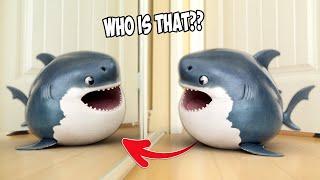 Adorable Baby Shark Sees His Reflection for the First Time – You Won't Believe His Reaction!