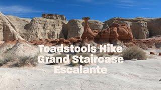 Toadstools Hike With Dog, Grand Staircase Escalante