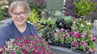 Planting the Dining Patio for FALL