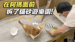 【在阿瑪面前拆了貓砂遊樂園！】志銘與狸貓