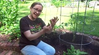 Pruning caged tomatoes