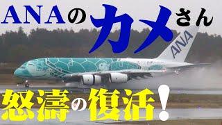 【成田空港】ANAフライング・ホヌついに完全稼働へ！奇跡の勢力回復へ歩みを進める超巨大機・エアバスA380の”今”を追った！