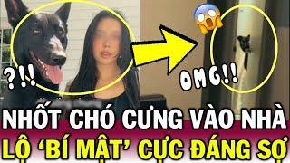 Nghi chó cưng là QUỶ CẨU, cô gái thử NHỐT NÓ vào NHÀ VỆ SINH và cái kết RỤNG RỜI | Tin Việt Độc Lạ