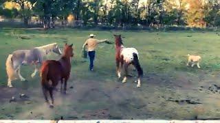 MORNING CHORES ON THE FARM