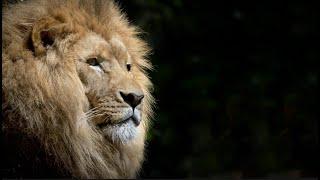 What's Happening to Lions | Mini Documentary