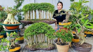 Thúy An 4/10 có lô Bonsai Mini, Hoa Kiểng, Cây Ăn Trái đa dạng | 0939700449 bán cây cảnh